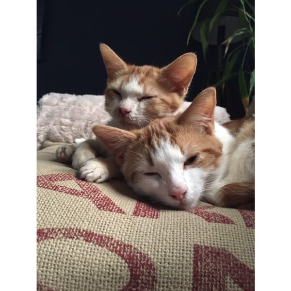 Oscar and Felix, the Odd Couple