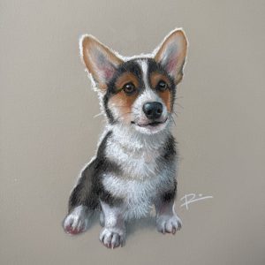 CRUMPET the Corgi