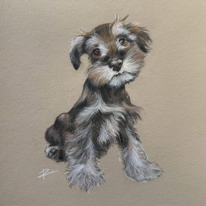 OTTO the Mini Schnauzer